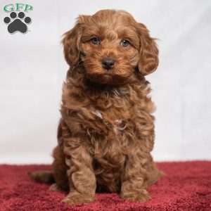 Kennedy, Cavapoo Puppy